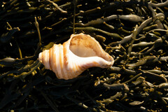 Neptunea decemcostata