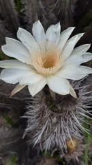 Trichocereus deserticola