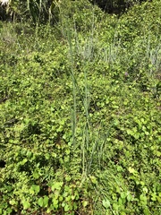 Andropogon virginicus