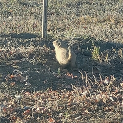 Cynomys ludovicianus