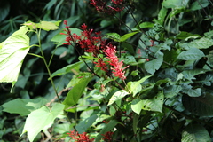 Odontonema