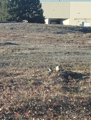 Cynomys ludovicianus