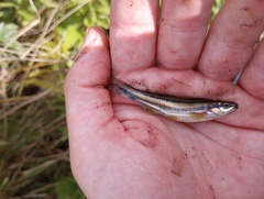 Chrosomus erythrogaster