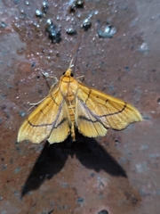 Anarmodia