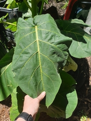 Solanum betaceum