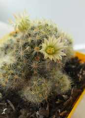 Mammillaria prolifera