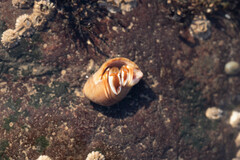 Pagurus acadianus