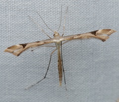 Pterophoridae