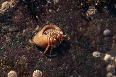 Pagurus acadianus