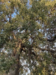Quercus lobata