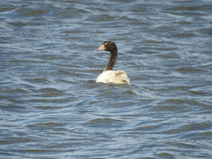 Cygnus melancoryphus