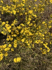 Heterotheca subaxillaris