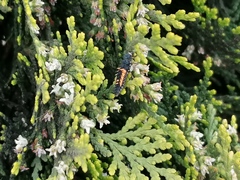 Harmonia axyridis