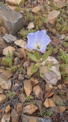 Nolana baccata