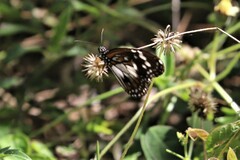 Danaus affinis affinis
