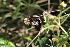 Danaus affinis affinis