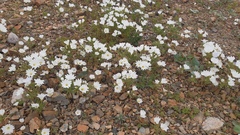 Nolana baccata