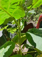 Solanum betaceum