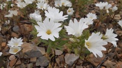 Nolana baccata