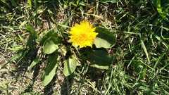 Taraxacum