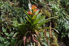Guzmania gloriosa