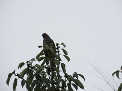 Hypsipetes amaurotis