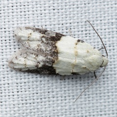 Tracholena sulfurosa