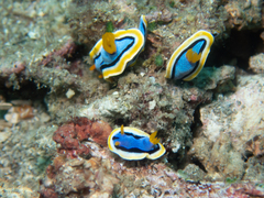 Chromodoris annae