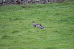 Anser brachyrhynchus