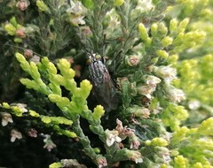 Sarconesia chlorogaster