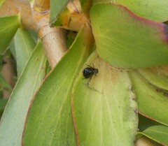 Ellipsidion australe