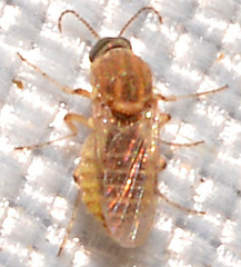 Culicoides