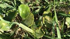 Hydrocotyle verticillata