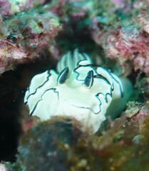 Doriprismatica atromarginata