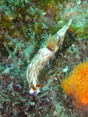 Hypselodoris zephyra