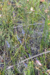 Comesperma calymega
