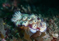 Hypselodoris tryoni