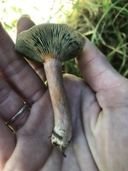 Lactarius aurantiosordidus