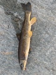 Catostomus catostomus