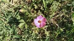 Modiolastrum gilliesii