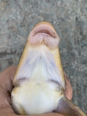 Catostomus catostomus