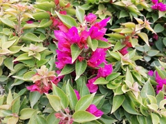 Bougainvillea