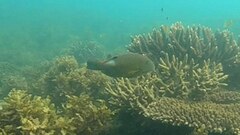 Choerodon schoenleinii