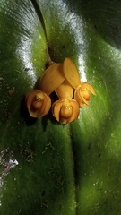Pleurothallis cordata