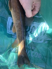 Catostomus catostomus