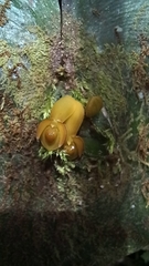 Pleurothallis cordata