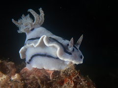 Chromodoris willani