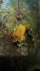 Pleurothallis cordata