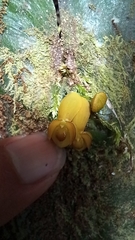 Pleurothallis cordata