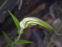 Pterostylis grandiflora